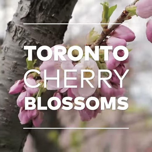 Cherry Blossoms at Robarts Library in Toronto