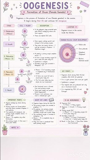 “Oogenesis ✨🥚 — formation of ovum (female gametes) 🌸📖The beautiful beginning of life 🌙”