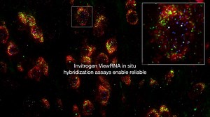 溺 Unlock the power of multiplex ISH effortlessly! Our ViewRNA ISH...