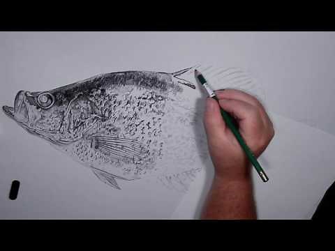 Crappie Drawing