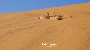 Horned desert-viper,vipère à cornes,قرناء الصحراء اكثر ما يخيف سكان الصحراء ،بالرغم من حجمها الصغير نسبة لبقية الافاعي الا انها تعتبر من اخطر الافاعي بسبب سمها القوب القاتل. | Moha Géographic