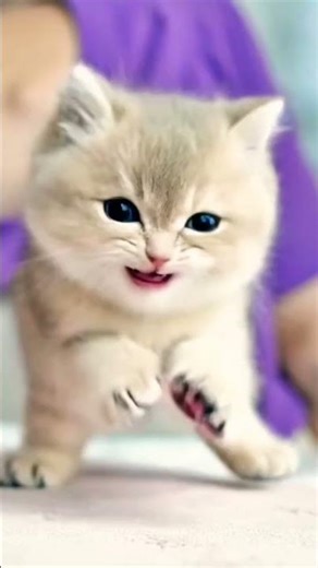 Cat cry with funny 😹 #comedy #desihumor #dj #funnyvideo #prank #comedyvideo