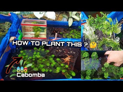 BASIC STEPS ON HOW TO PLANT CABOMBA WATER PLANTS.