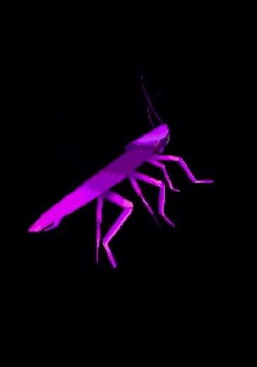 Rainbow cockroach spinning 3