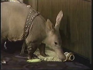 Johnny's Animal Hijinks Volume 1