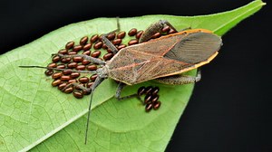 How to Identify and Get Rid of Squash Bugs in the Garden