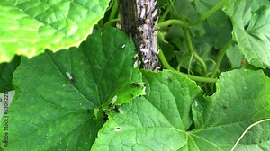 Ant wedding flight with flying ants like new ant queens and male ant with spreaded wings