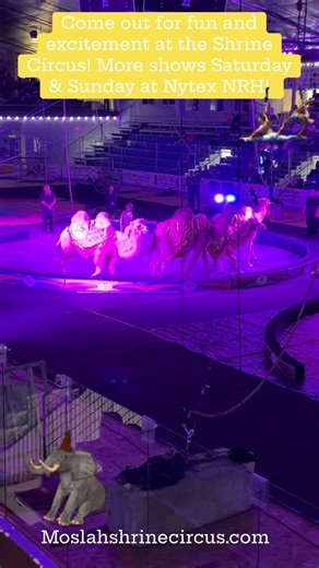 1.1K views · 39 reactions | Come join us for the fun at the #Circus today! 2 days - 5 shows left! | Moslah Shriners | Facebook