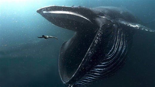 10 Biggest Ocean Creatures Ever Captured on Film