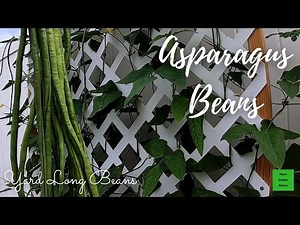 Growing Yard Long Beans | Asparagus Beans | String Beans | From Planting To Harvesting