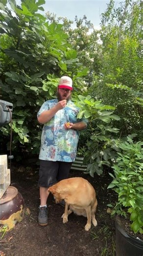 Harvesting A Few Figs For A Morning Snack