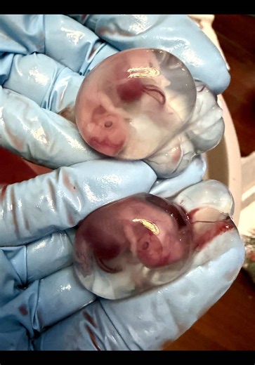 Understanding Doe Harvesting for Deer Population Control