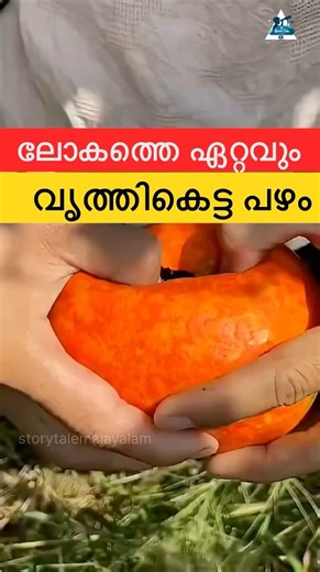 😲 ചീഞ്ഞ പഴം പോലെ തോന്നും… പക്ഷേ ഇത് ഫ്രഷ്! (Gua Lou Fruit) |#shorts