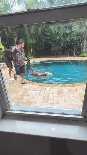 Cow Swimming in My Pool