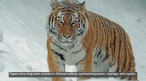 10 Historic Tiger Artifacts in Chinese Culture