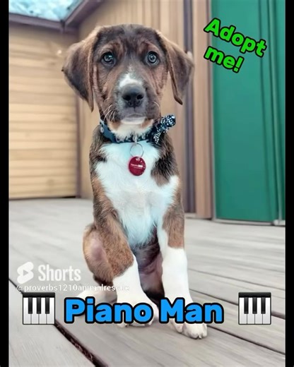🎹 Piano Man 🎹 https://www.proverbs1210rescue.org/animals/detail?AnimalID=20360636 | Proverbs 12:10 Animal Rescue