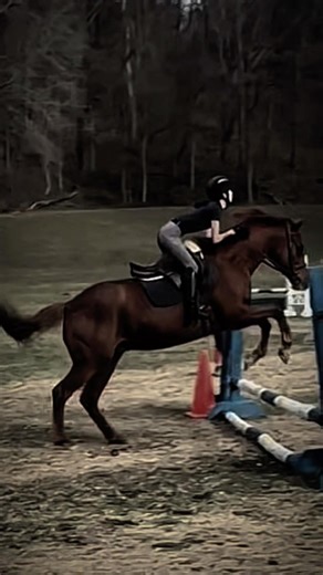 #horse #equestrian #horsegirl #edit #appendix #foster #horseriding #horses #showjumping #jumping