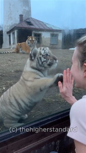 Amur Tiger Dad Stole The Cub's Moment. Then Mom Arrived And Checked Him. #shorts #lion #jealouslion