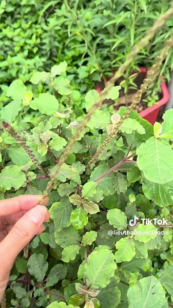 Ngưu tất nam (cây cỏ xước) - Thảo dược