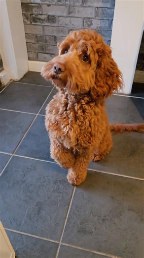 Paws for thought...by the way my tea is on the counter, a bribe a day keeps the socials at play🤣 | Cockapoo called Teddy