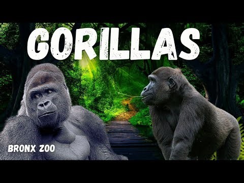 Gorillas of the Bronx Zoo | Congo Gorilla Forest