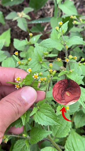 📌 GUASCA: MUCH MORE THAN A CONDIMENT 🌿🍲