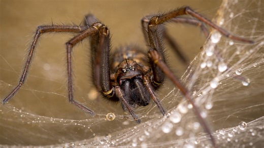 This hidden camera filmed a predator hiding in plain sight