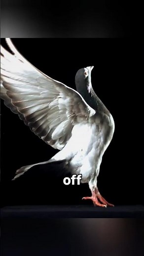 Why Owls Fly Without Sound 😳🦉 || Info zip
