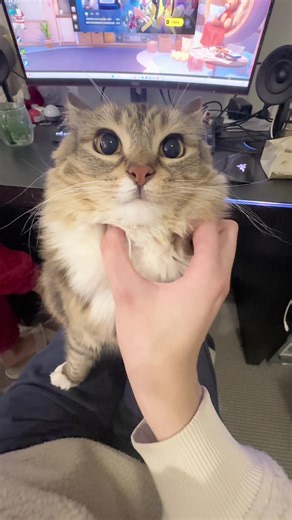 i can’t stop making these #fyp #rigbycat #catsoftiktok #catcontent #blep