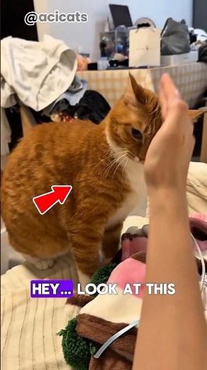 Don’t Ignore This! Cat Body Language Explained 😹 #acicats #adorably #onengthecat