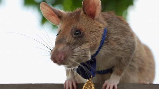 First there was pizza rat. Now, meet landmine rat. | VICE News