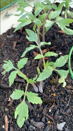 Plant These in the October! 🍅🥬 Florida Fall Garden Tips #gardening #gardeningtips