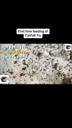 #fisherman #pondconstruction #fishfarming #fish #fishing #farmlife #farming #fypシ