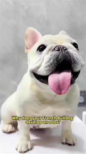 Why Your French Bulldog Smells Bad — Fix the 6 Common Causes