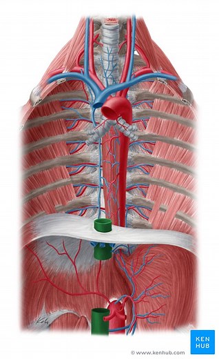 Tributaries of the inferior vena cava