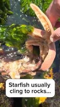 Is This Starfish Eating a Crab?