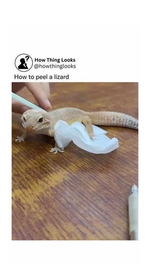 How Things Look on Instagram: "Lizards shed their skin naturally as they grow, a process called molting. Unlike snakes, which shed in one piece, lizards usually lose their skin in patches. This happens because their outer layer doesn’t expand with their body, so it peels away to make room for new growth underneath. The process can take several days, with lizards rubbing against rocks, branches, or rough surfaces to loosen the old skin. It’s important to note that people should never try to peel 