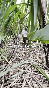 Visiting the Cook Islands doesn't always have to be about our sandy beaches and blue lagoons. Here's a list of things that are just as great: 🌱 Garden Tours – Stroll through the stunning Maire Nui Gardens or explore sustainable farming practices on a Regenerative Organic Garden Tour at Arataki Garden. 🌺 Join a Cultural Tour - Immerse yourself in the rich history and traditions of the islands with unforgettable experiences. Visit Highland Paradise to explore sacred sites, ancient customs, and w