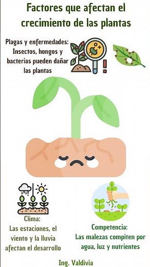 Factores que afectan el crecimiento de las plantas explicado fácilmente 🌱🧑‍🌾