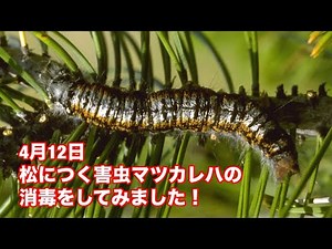4月12日松につく害虫マツカレハの消毒をしてみました！
