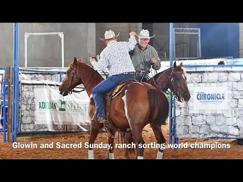 2018 AQHA Select Ranch Sorting