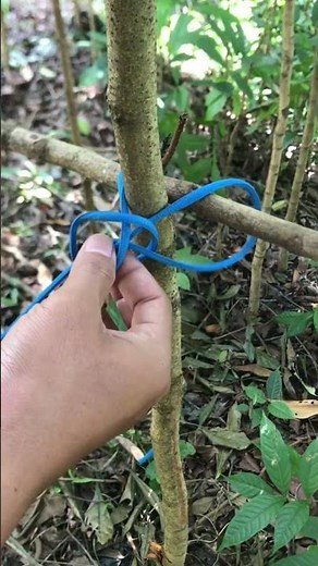 Ultimate Knot #shorts