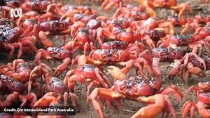 🦀🦀 The "march of the red crabs" is underway on Christmas Island.​ ​ The beaches and streets of Christmas Island are turning red as tens of millions of baby red crabs emerge from the ocean and make their way into the jungle.​ ​ More from Landline: https://bit.ly/LandlineABC ​ Watch Landline on iview: https://bit.ly/LandlineABCiview ​ ​ 📹 Christmas Island Parks Australia | ABC Perth | ABC Landline