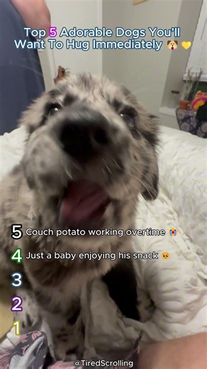 Top 5 Adorable Dogs You’ll Want To Hug Immediately 🐶💛 #dogs #funny #crazy #cute