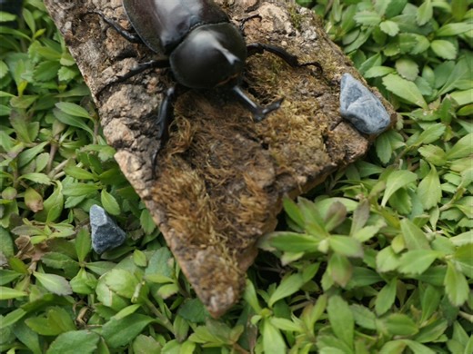 丛林秘境·独角仙（双叉犀金龟） 学名：Trypoxylus dichotomus（异名 Allomyrina dichotoma），隶属于节肢动物门→昆虫纲