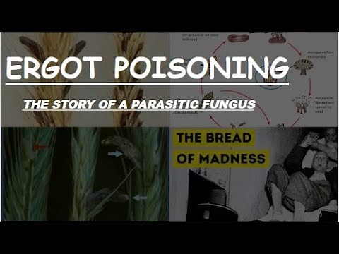 Ergot Poisoning "The Bread of Madness"| Drugs of Plant Origin | #toxicology #medicine | Novice Medic