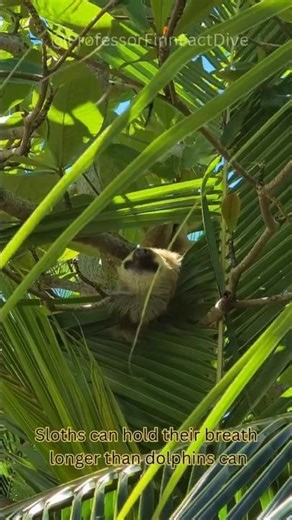 Sloths Swim Better Than Dolphins?! | Professor Finn