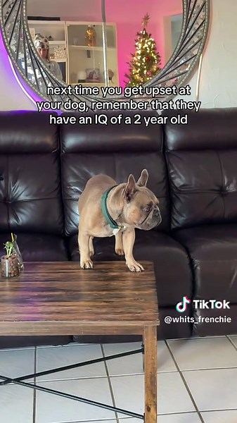 my fury toddler #frenchiesoftiktok