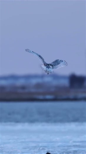 This owl’s hunt ended… awkwardly 😳
