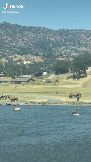 Exploring the Serene Beauty of Bear Valley Springs